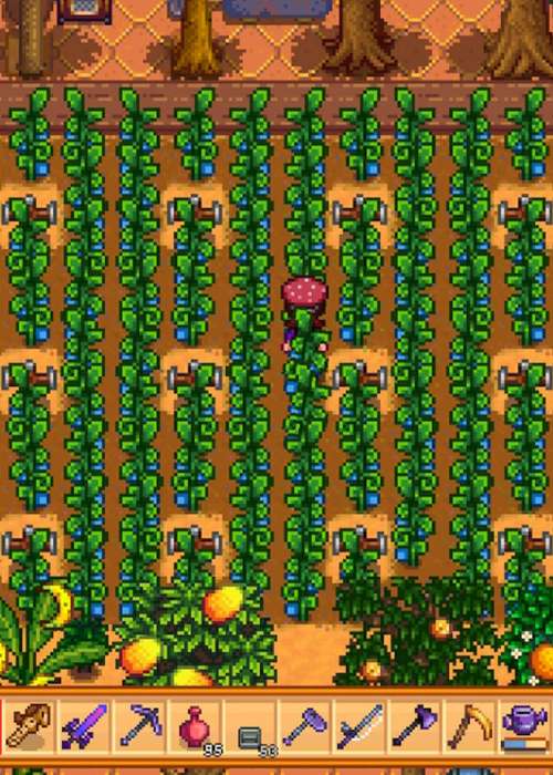 How to find Ancient Seeds & grow Ancient Fruit in Stardew Valley