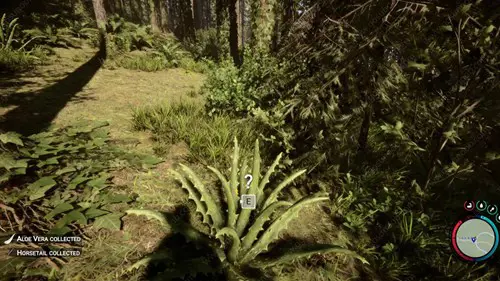 Finding aloe vera out in the wild, surrounded by trees