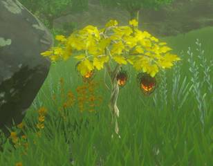 zelda-tears-of-the-kingdom-fire-fruit.jpg