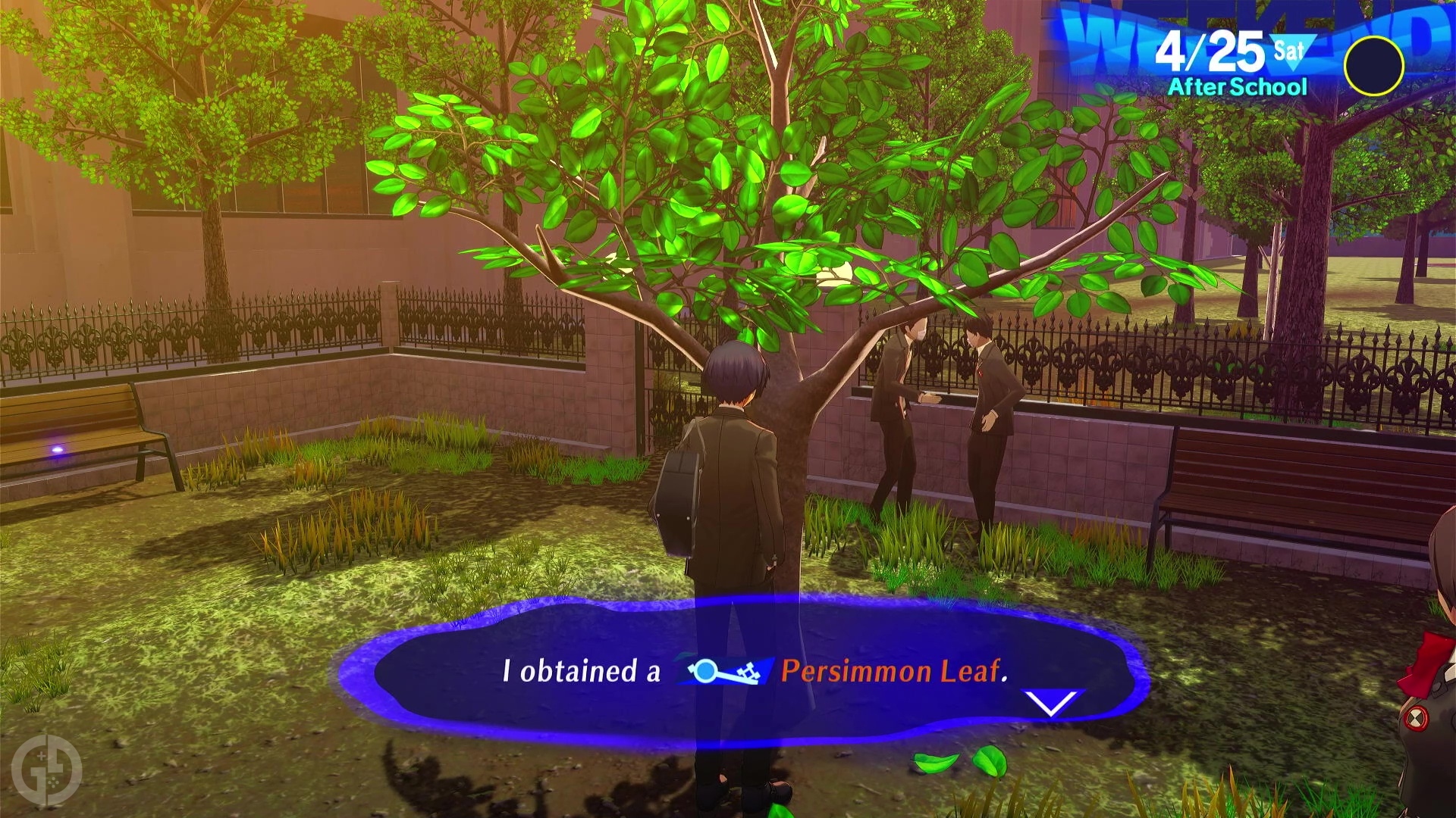Где найти дерево хурмы в Persona 3 Reload