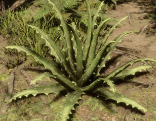 sotf-aloe-vera-cover.jpg