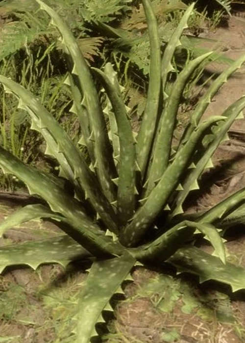 Sons of the Forest Aloe Vera: Where to find, how to use