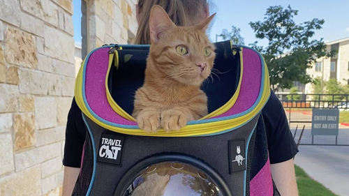 Official Stray Merch Lets You Take Your Cat On The Move