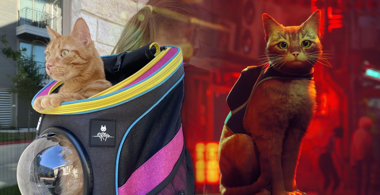 stray-cat-backpac.png