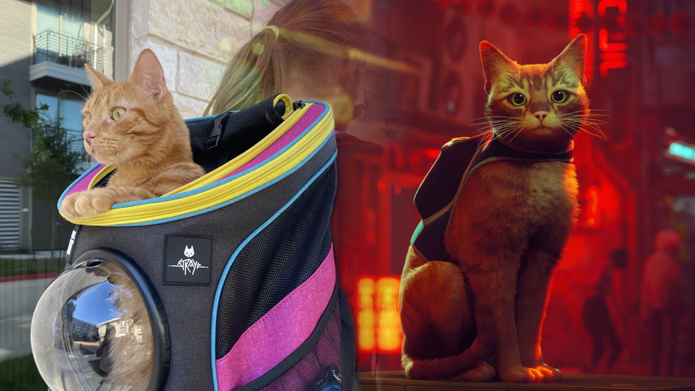 stray-cat-backpac.png